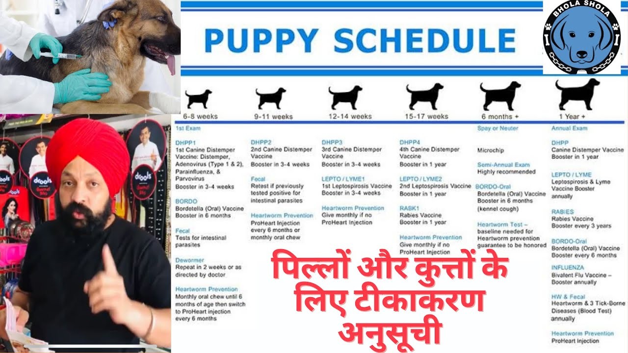 Essentiële vaccinaties voor uw puppy: Wat je moet weten