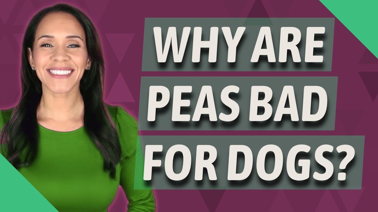 Can Peas Be Harmful for Breeding Dogs?