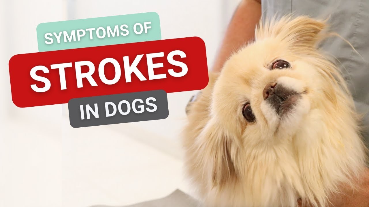 Can Dogs Experience Mini Strokes?