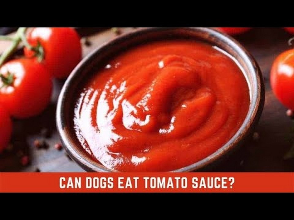 can-dogs-eat-tomato-paste-what-you-need-to-know