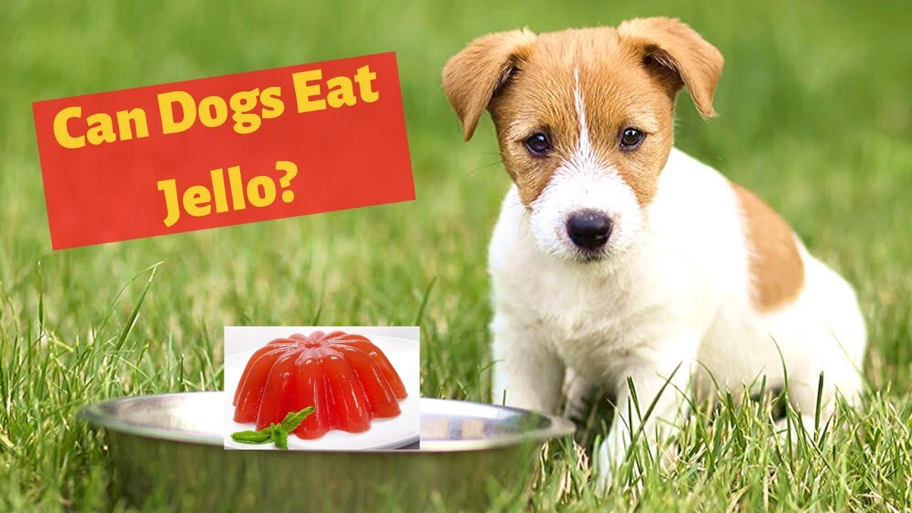 ¿Es segura la gelatina para los perros?