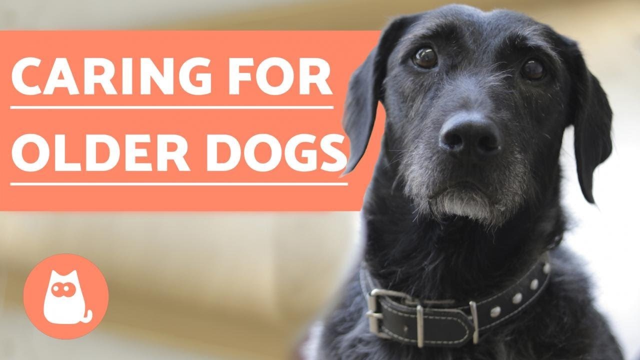 Understanding the Reasons Behind Your Senior Dog's Excessive Barking