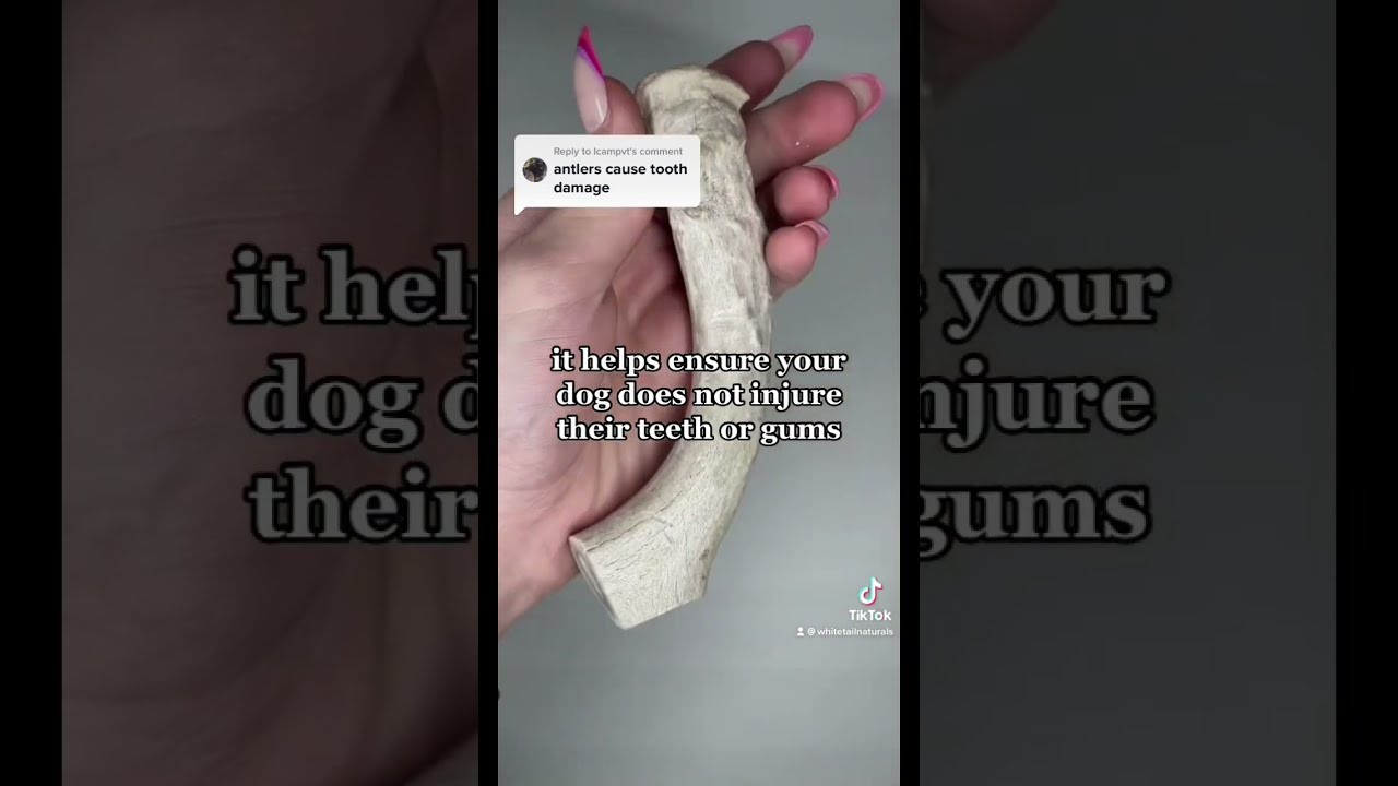 Are Horns Safe For Dogs at William Horton blog