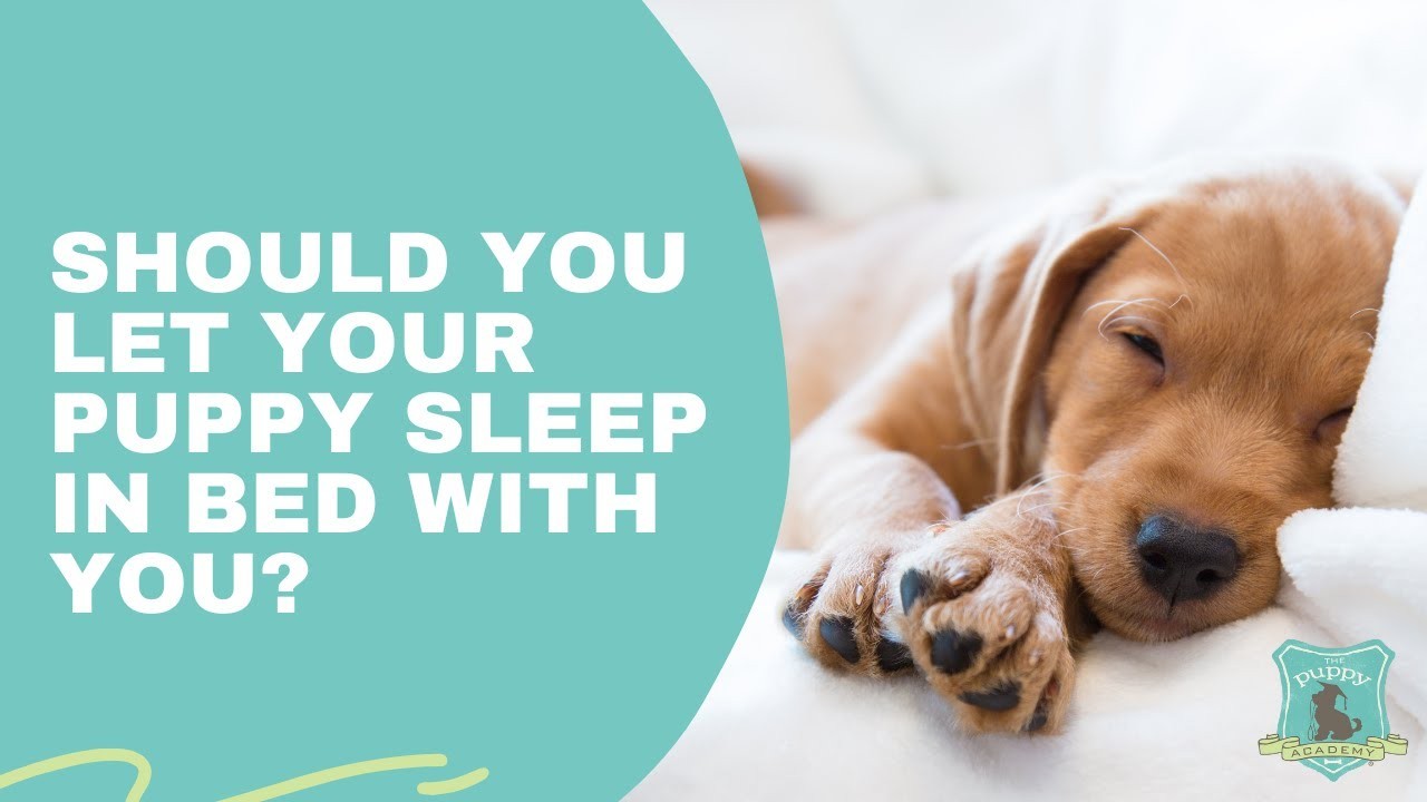 Fautil laisser son chiot dormir toute la journée