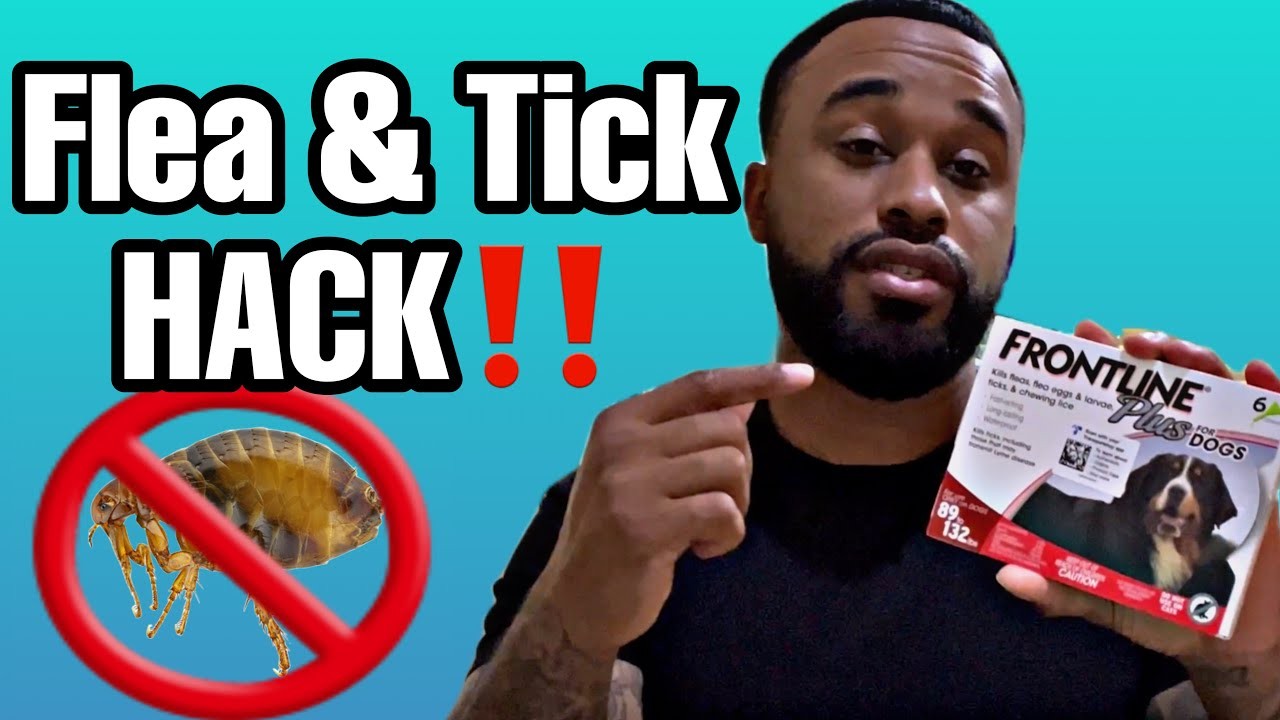 Advantage vs Frontline ¿Cuál es el mejor tratamiento antipulgas para