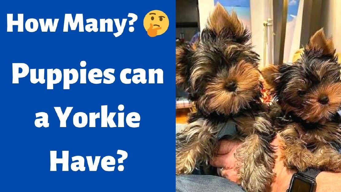 How Many Puppies Can You Expect in a Morkie Litter?