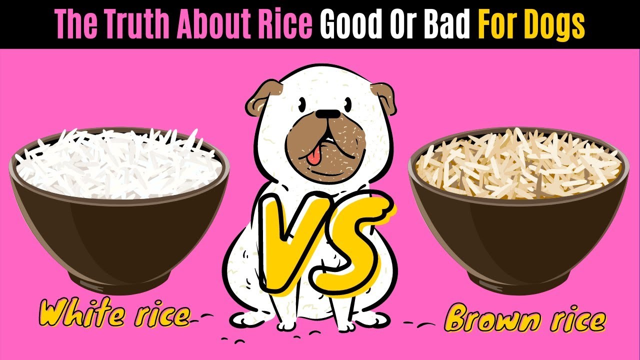 ¿Pueden los perros comer arroz todos los días? La sorprendente respuesta