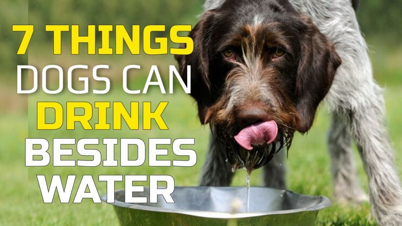 can-dogs-drink-coconut-milk-a-guide-for-pet-owners