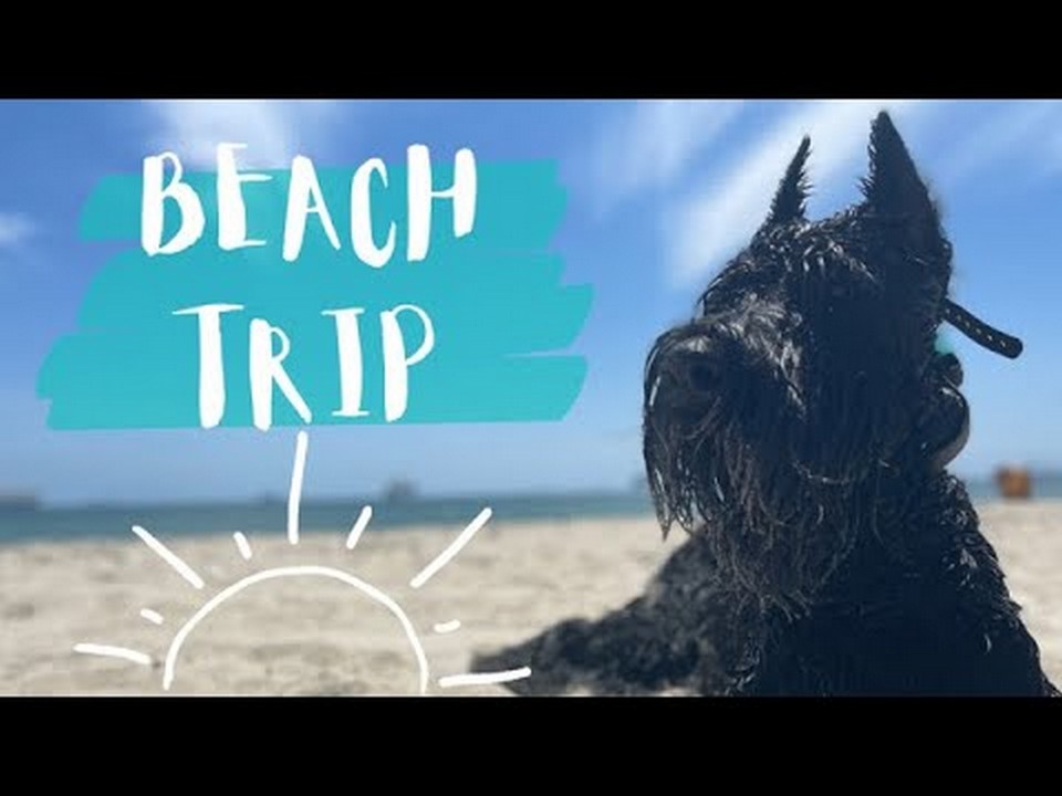 Are Service Dogs on Beaches?