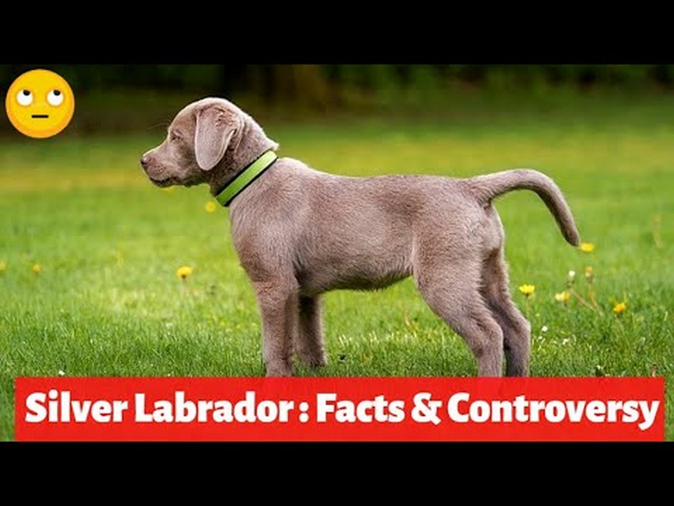 Cost of a silver Labrador retriever Price, breeding, and tips