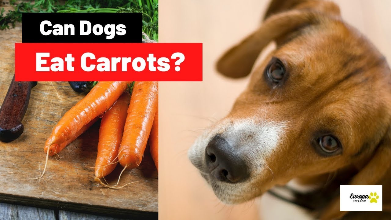 can-cats-eat-carrots-love-your-cat