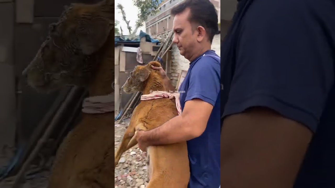 Can Maggots Kill a Dog?