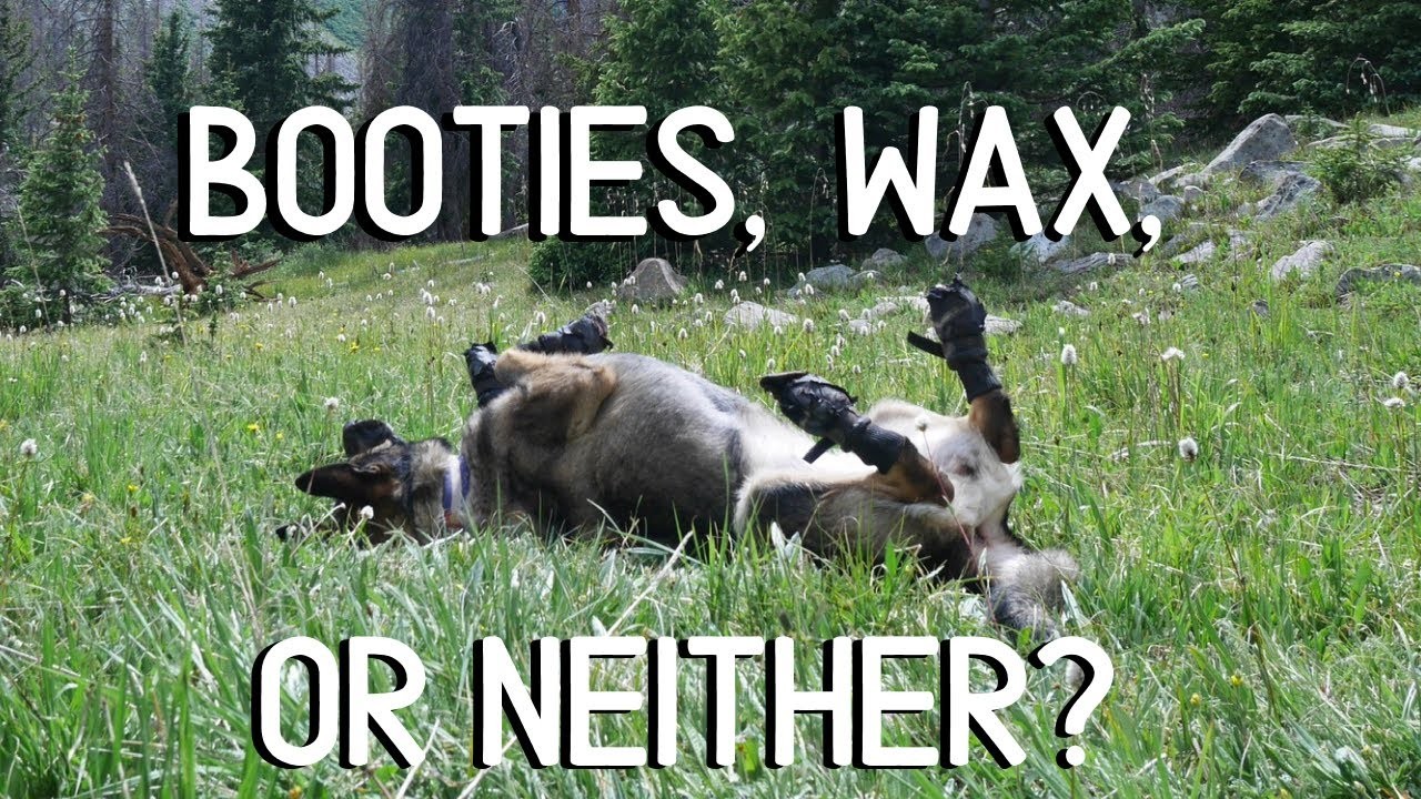 Should Dogs Wear Boots for Hiking? Exploring the Benefits and