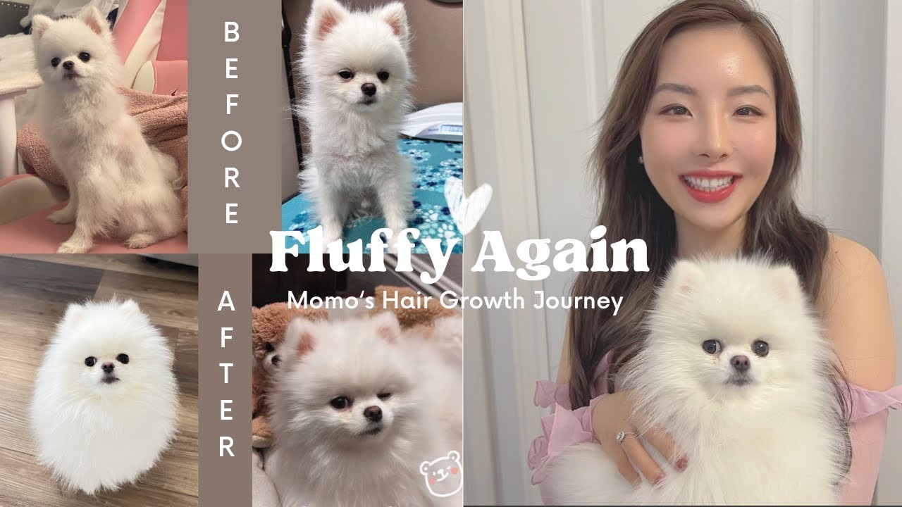 ¿Cuánto tarda en volver a crecer el pelo de los perros?