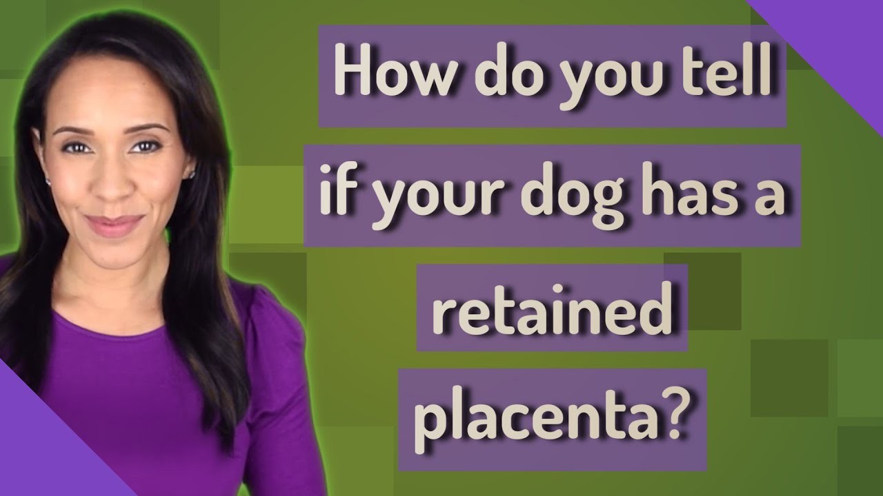 understanding-the-appearance-of-dog-placenta-a-visual-guide