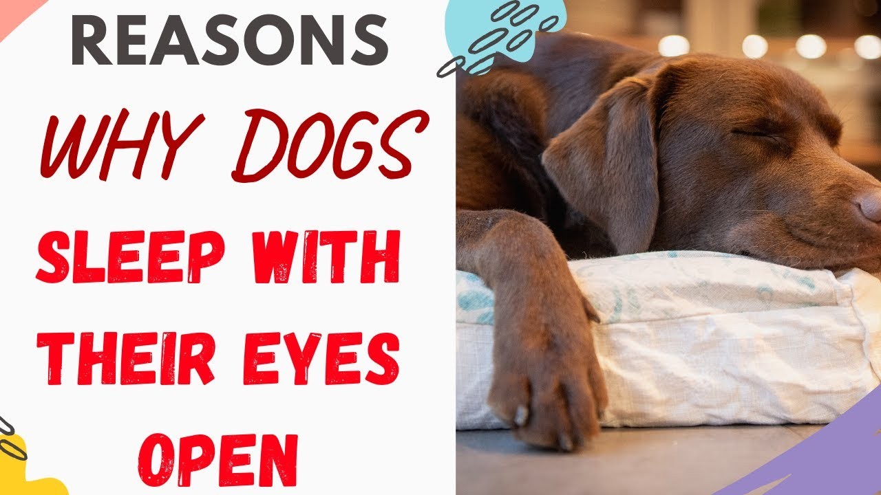 Do Puppies Sleep with Their Eyes Open? Exploring Canine Sleep Habits