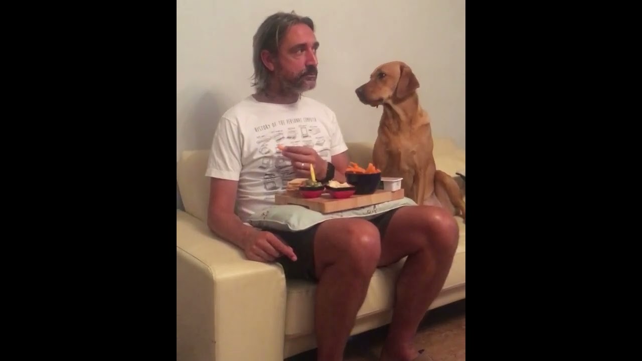 Understanding the Curious Gaze Why Do Dogs Stare at You While You Eat?