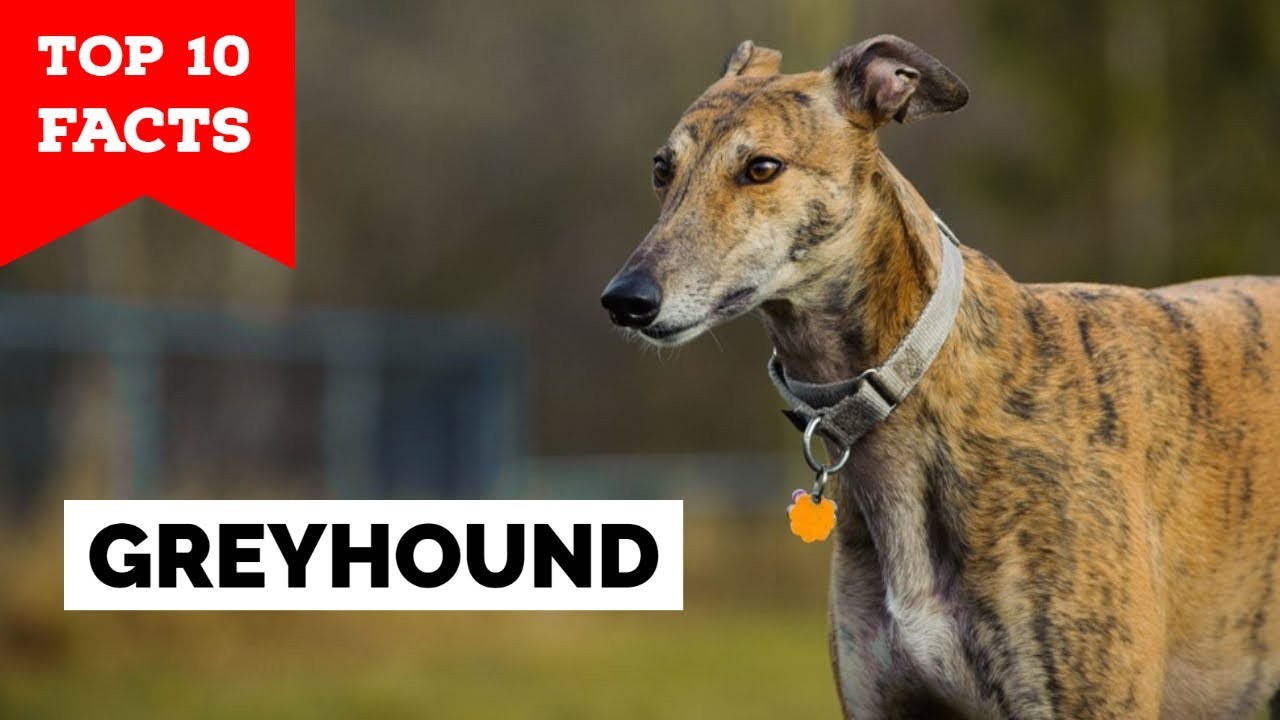 Do Greyhounds Bark? Exploring the Vocal Habits of Greyhounds