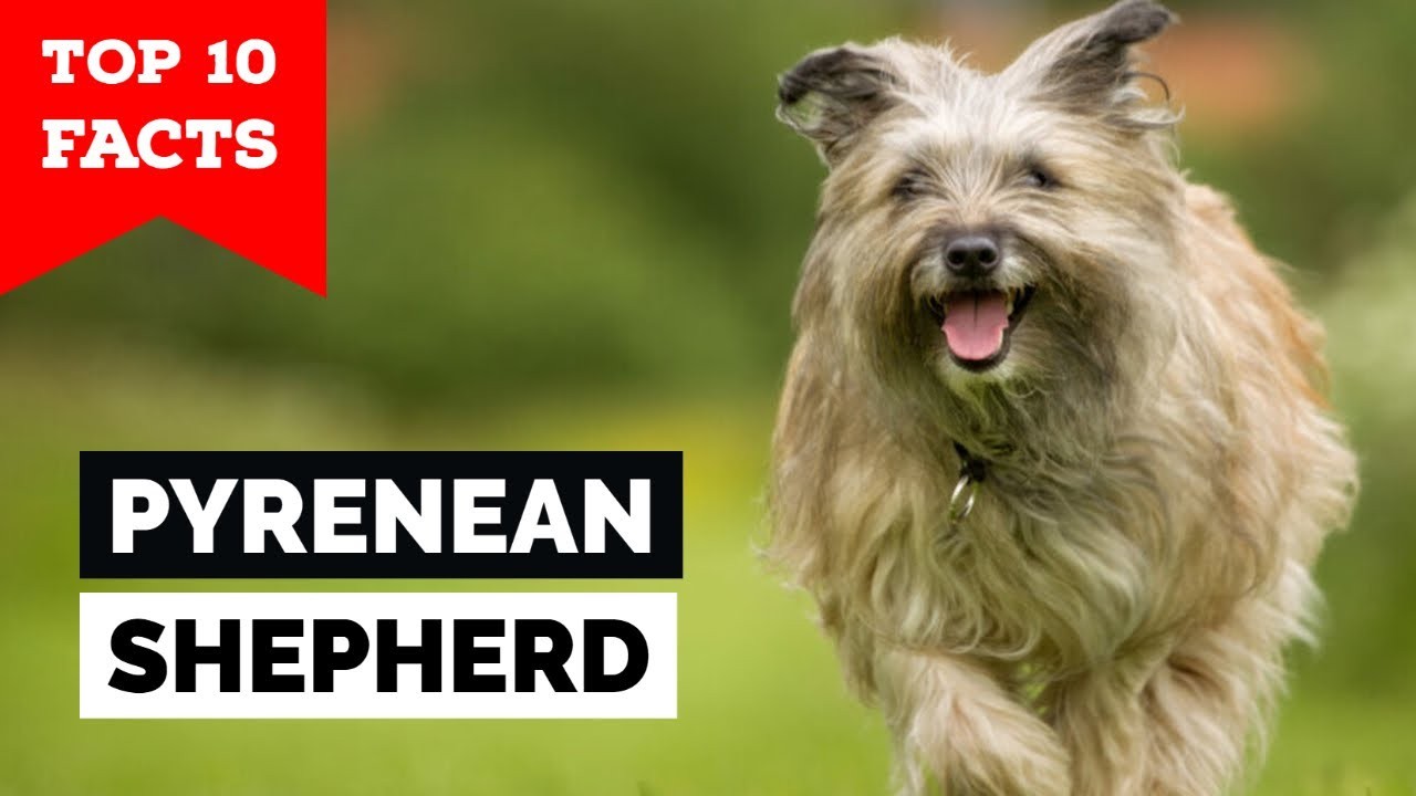 Les bergers des Pyrénées sontils bons avec les enfants