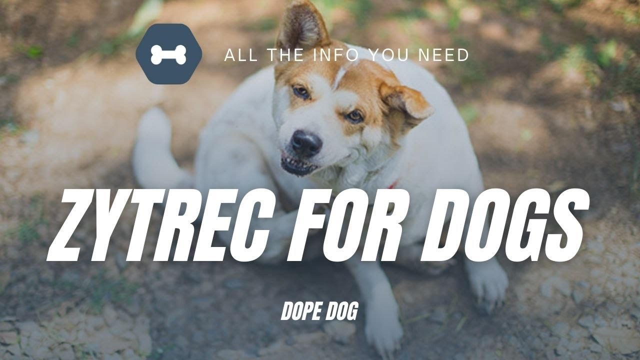 Efectos secundarios del Zyrtec en perros lo que los propietarios deben saber