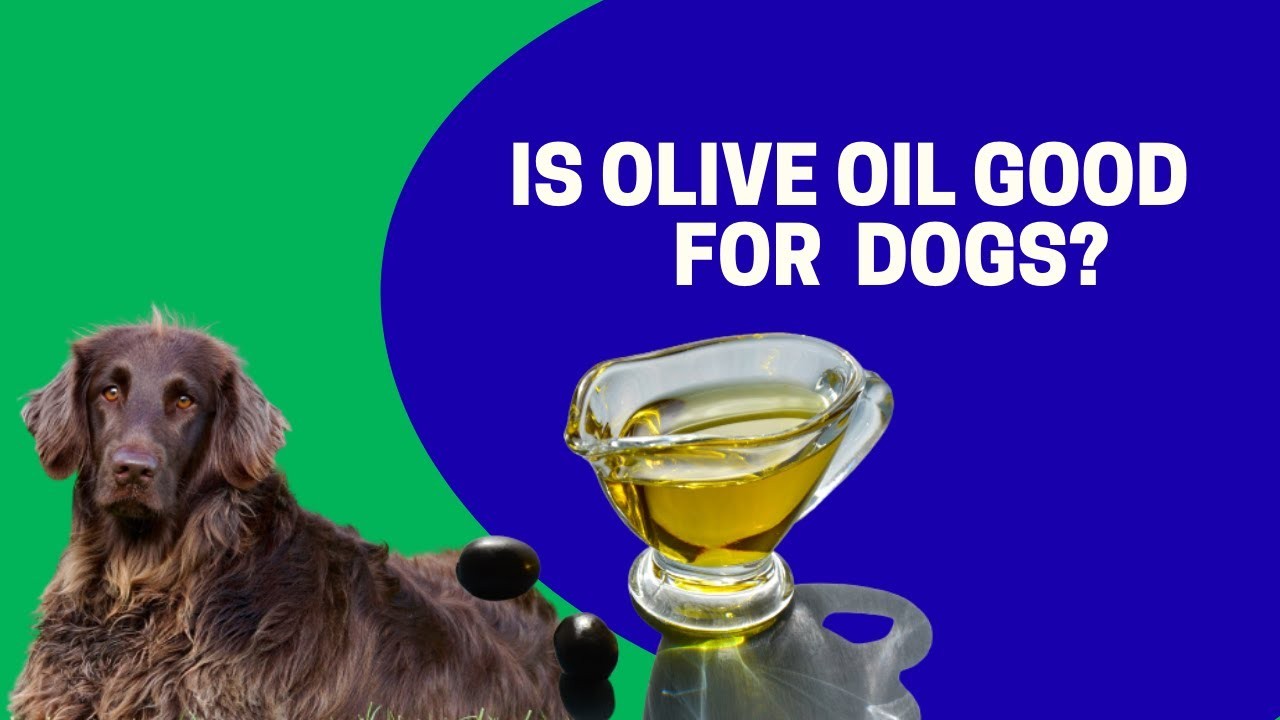 How Much Olive Oil Can Dogs Have A Guide to Proper Dosage