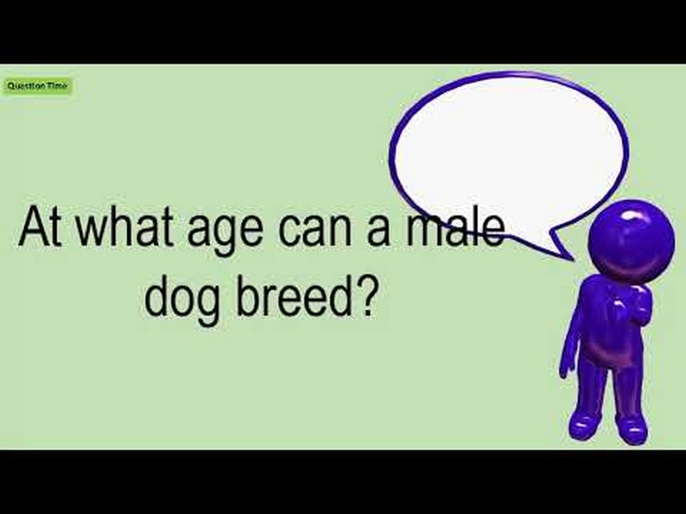 Age Limits For Male Dogs For Breeding: Understanding The Optimal ...