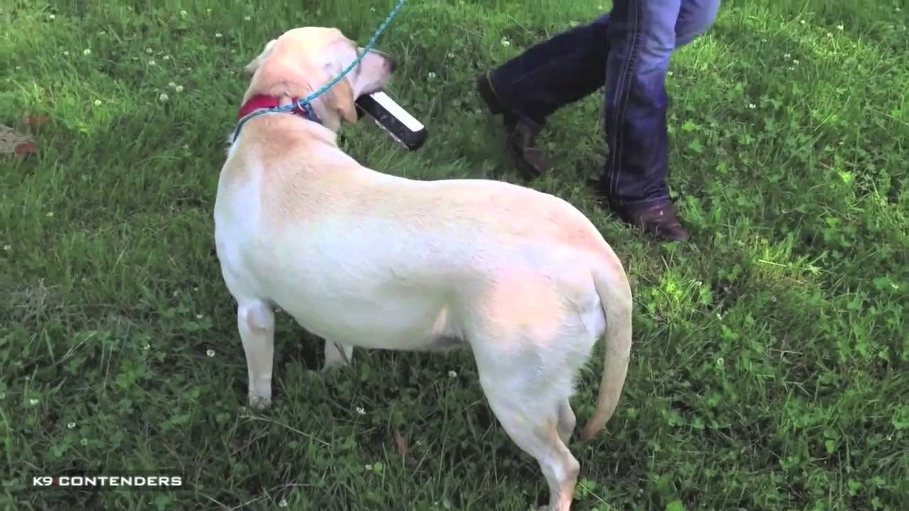 How to treat your dog's cold tail