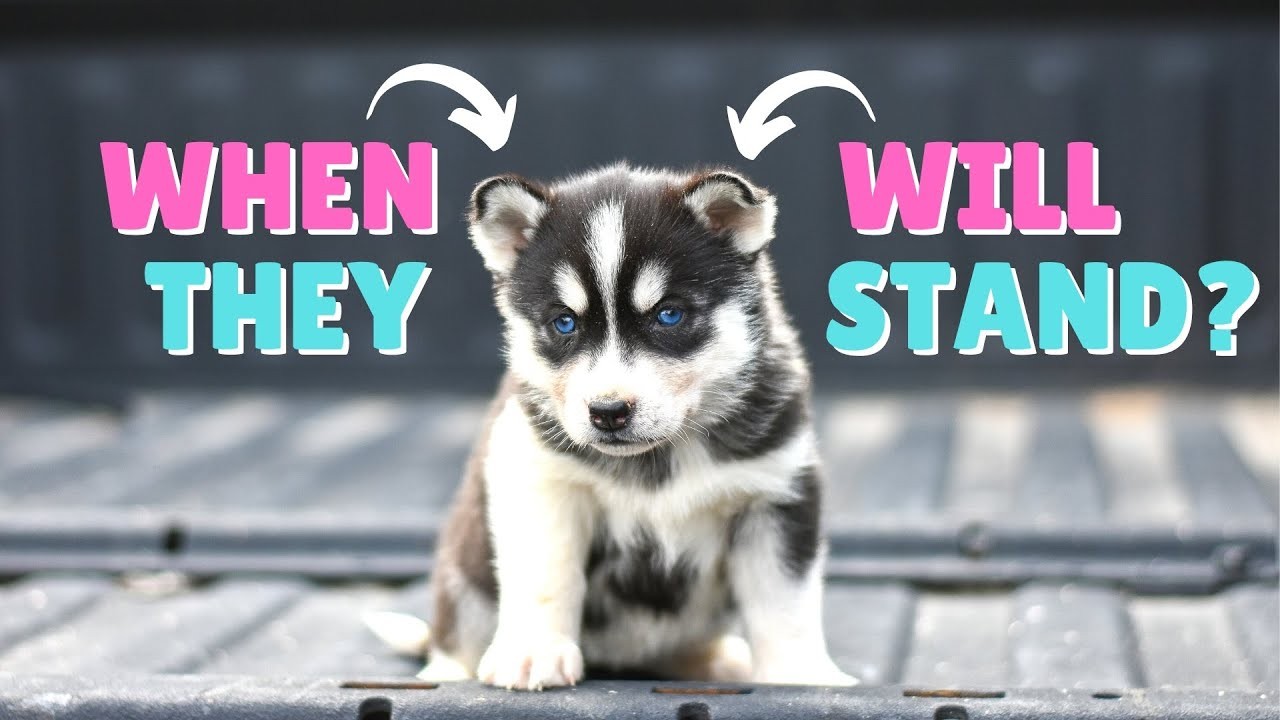 Can Huskies Have Floppy Ears?