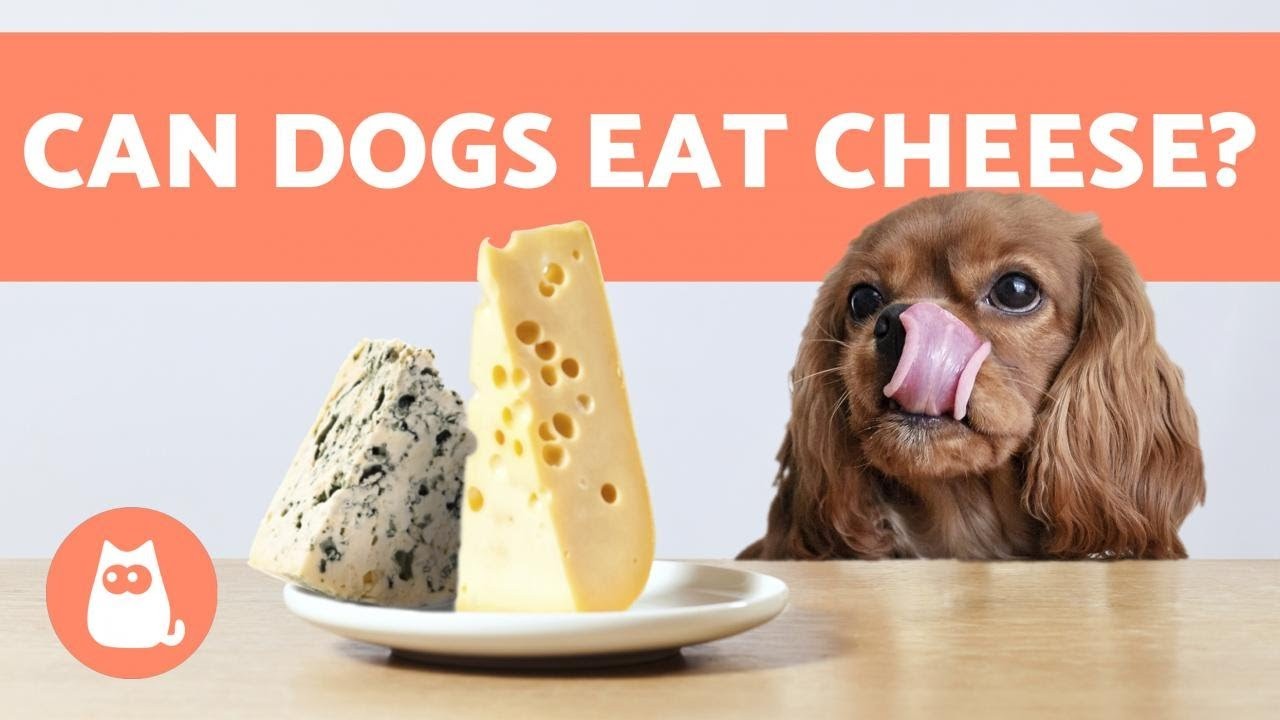 Is Cheddar Cheese Safe and Beneficial for Dogs?