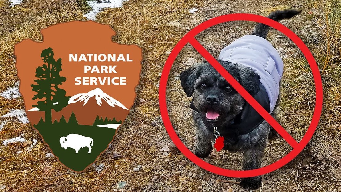 Les chiens sontils autorisés dans le parc forestier