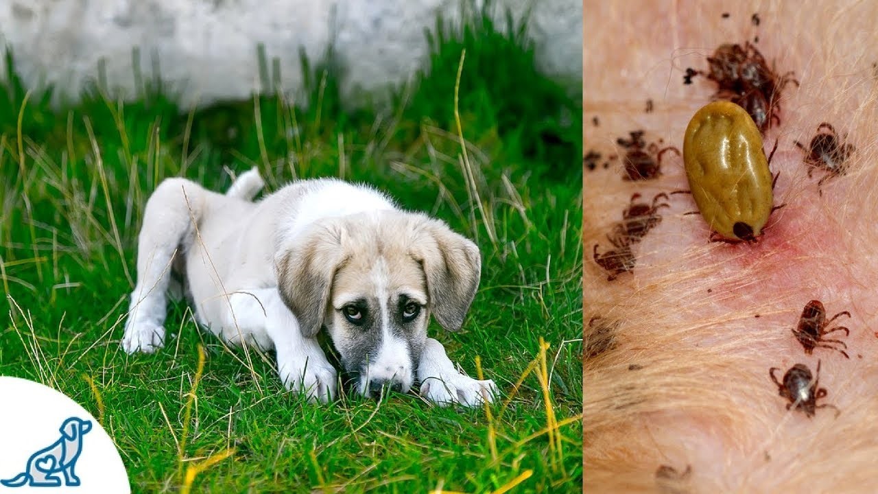 Enfermedades Transmitidas Por Garrapatas En Perros: Causas Y Prevención