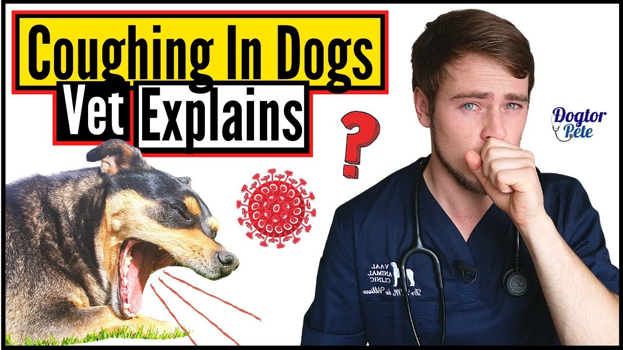 causes-of-dry-cough-in-dogs-exploring-the-reasons-behind-the-common