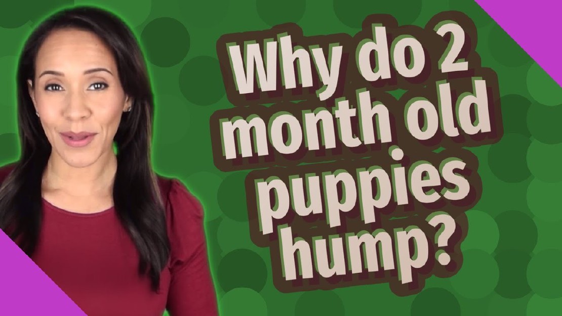 understanding-humping-behavior-in-4-month-old-puppies