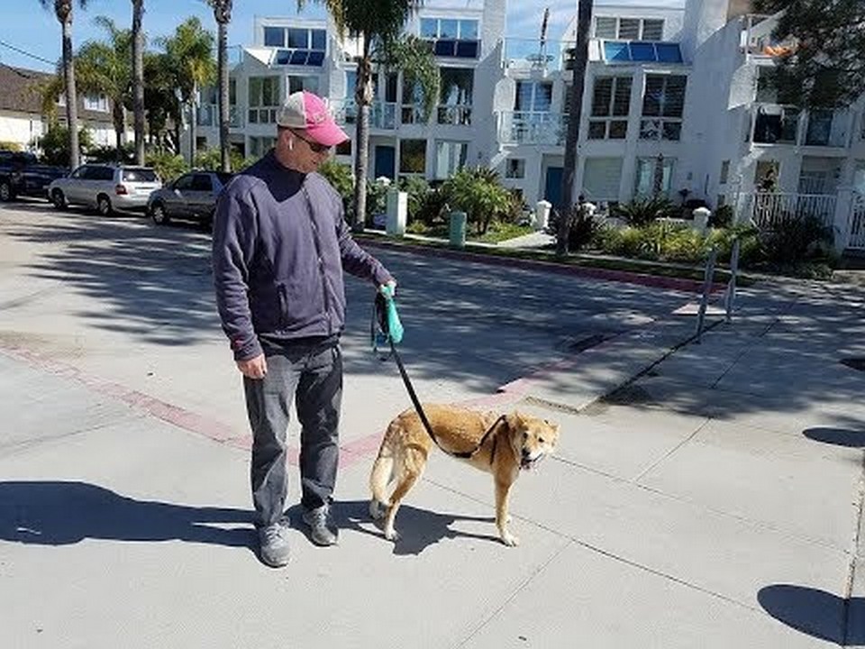 Ken de limiet: Hoeveel honden mag je bezitten in San Diego?