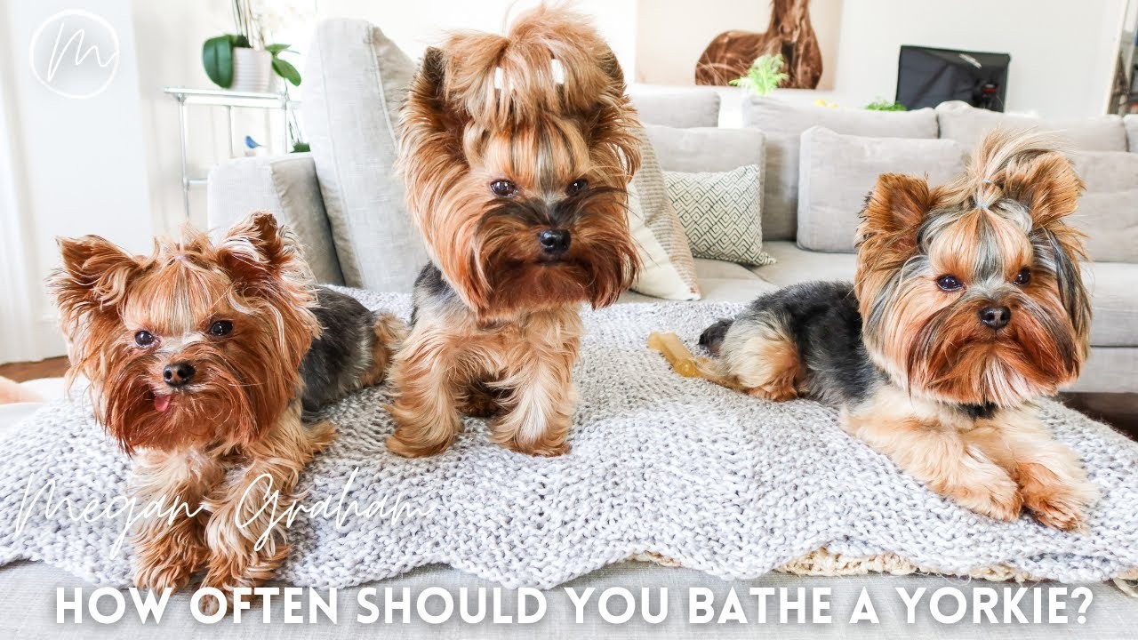 Wie oft sollte man einen YorkieWelpen baden?