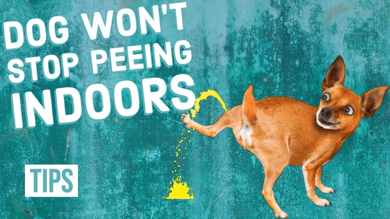 When Do Male Dogs Start Marking Their Territory 