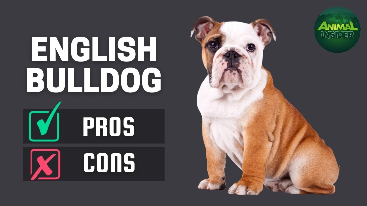 Are English Bulldogs Good Family Pets?