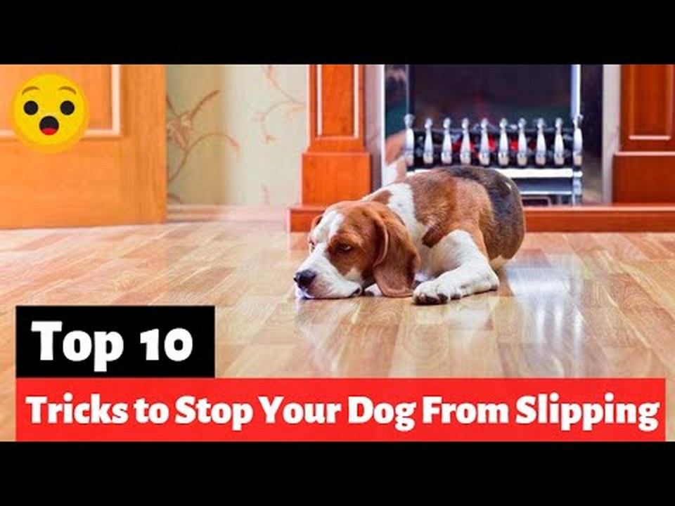 Slippery Floors Their Impact on Dogs' Safety and Wellbeing