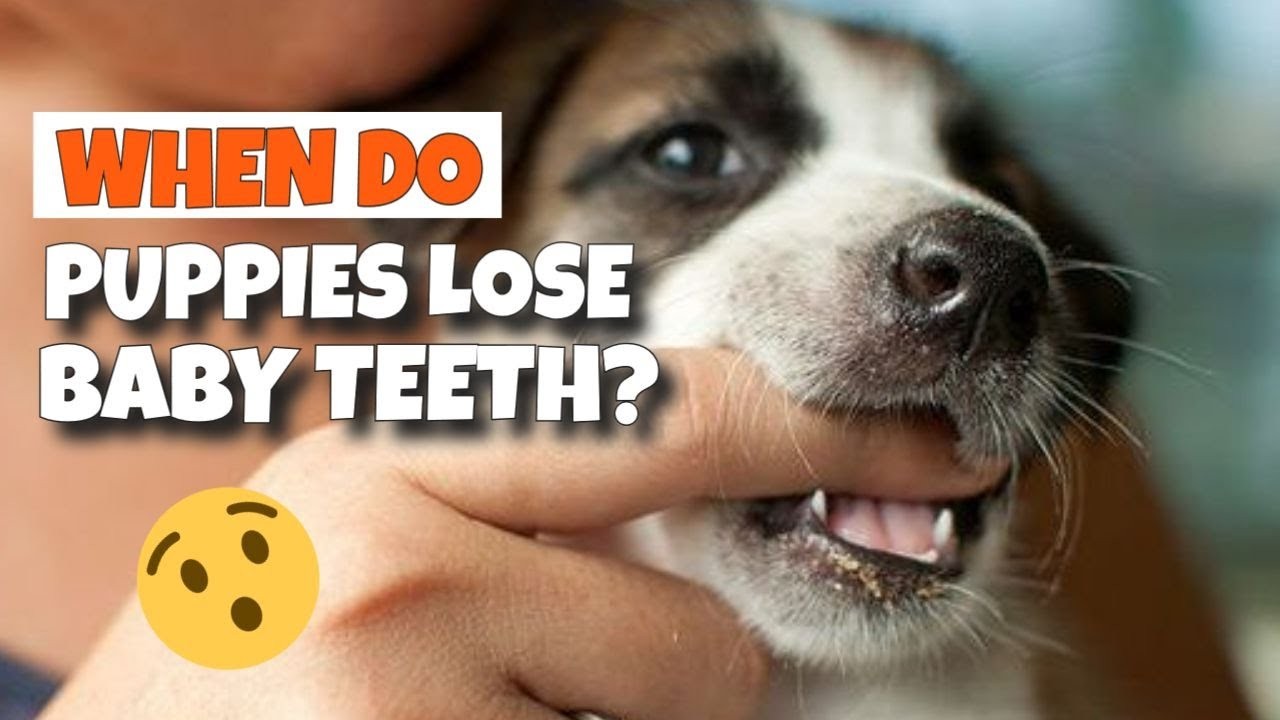 Les chiots perdentils toutes leurs dents de lait