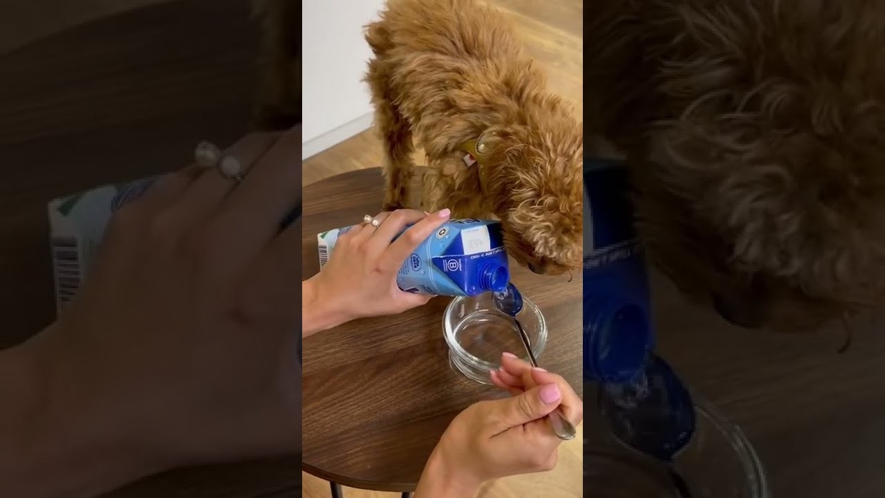 should i limit my dogs water