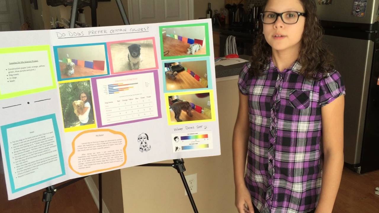 Do dogs have color preferences?