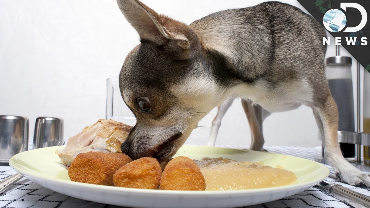 Should dogs be allowed in restaurants? Exploring the pros and cons