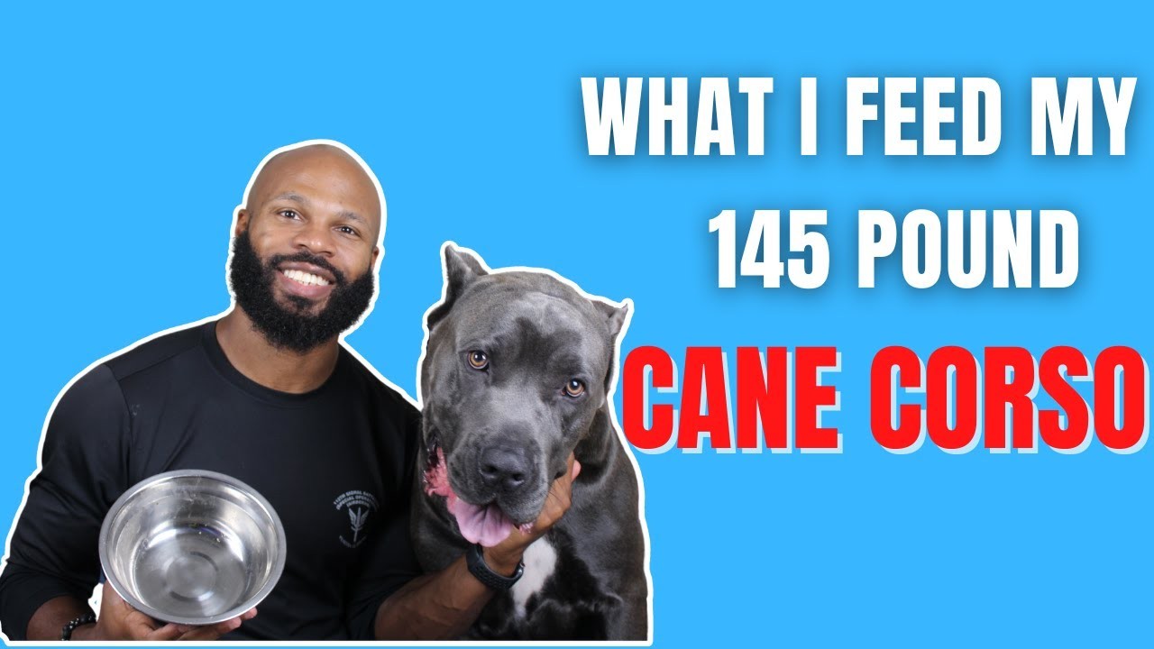 feeding-a-cane-corso-how-much-food-does-this-breed-need