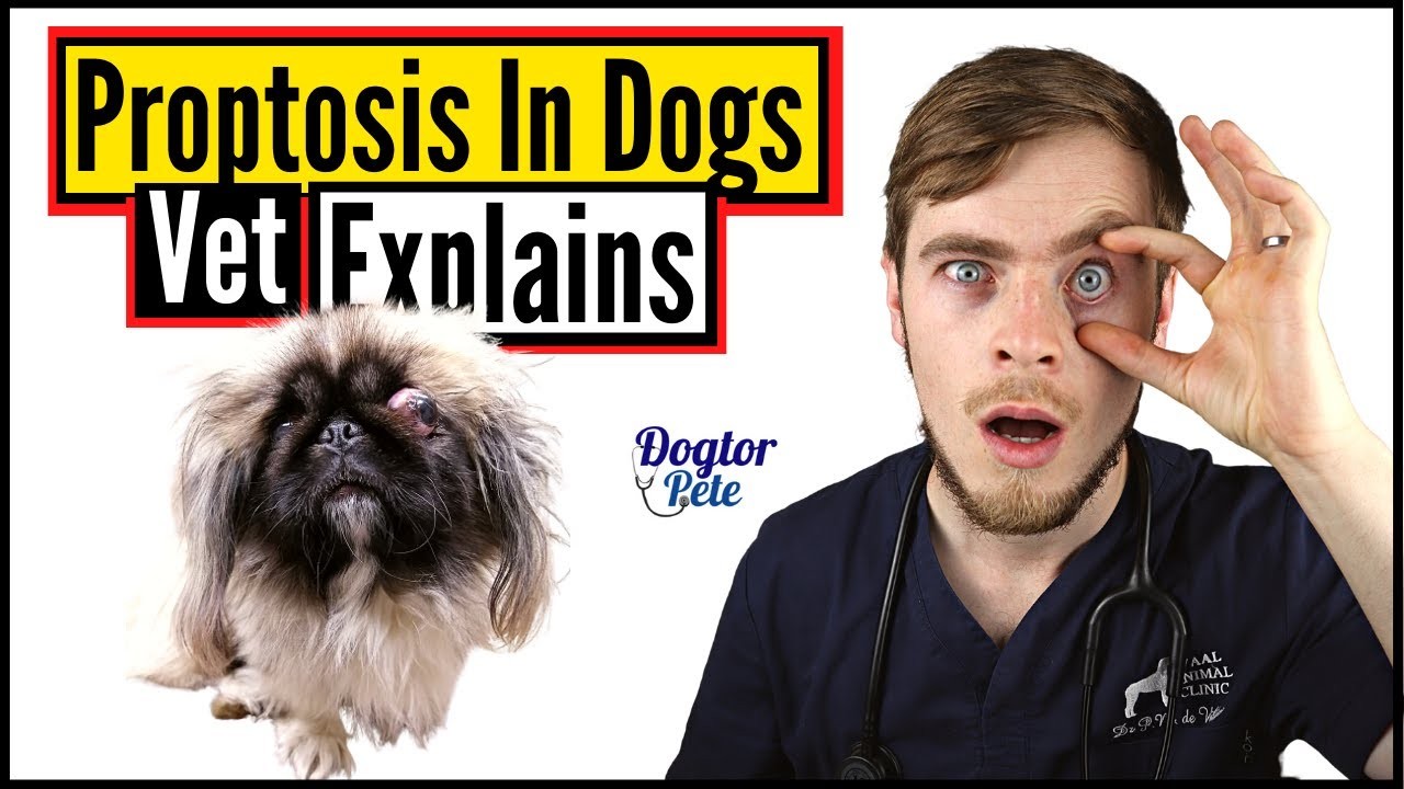 What To Do If A Dog's Eye Pops Out: Causes, Treatment, And Prevention