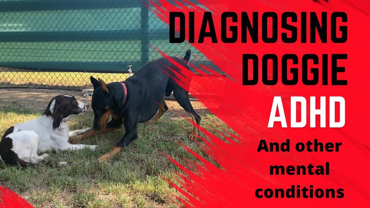 Do puppies have ADHD?