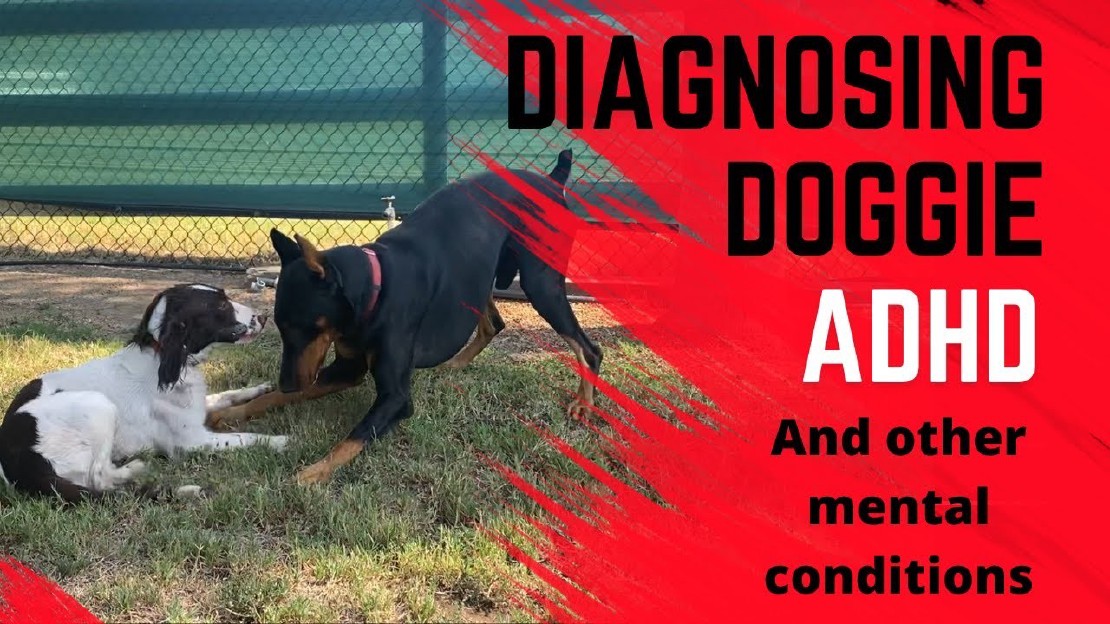 do-puppies-have-adhd