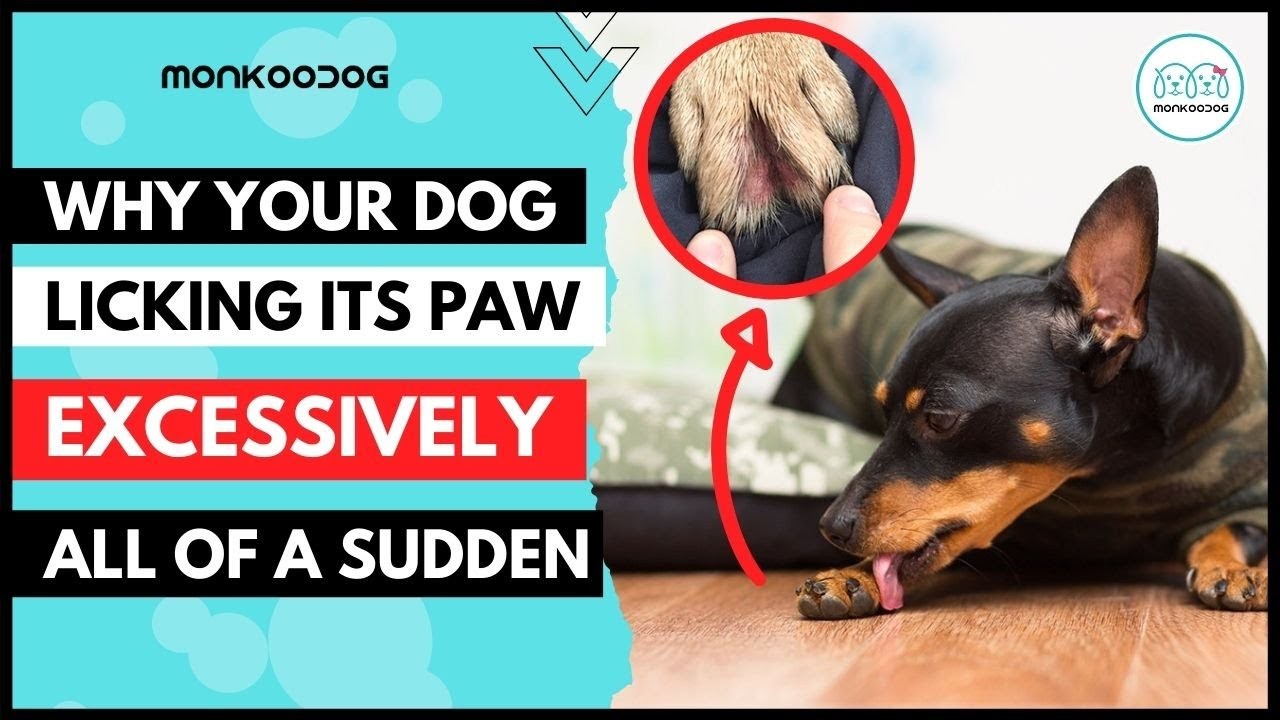 Pourquoi les chiens se lèchentils les parties génitales ? Les raisons de ce comportement