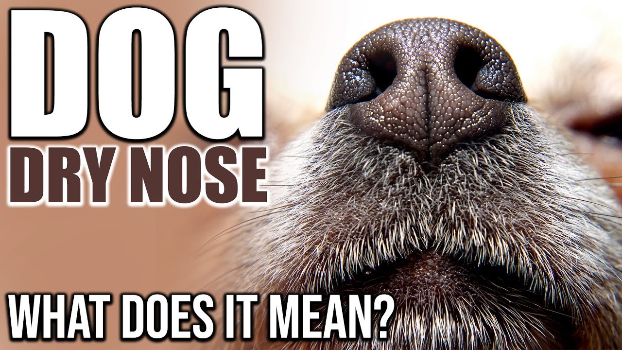 Understanding the Meaning of a Dog's Warm Nose Debunking Myths and