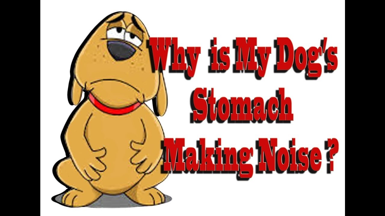 Common Reasons for a Puppy's Tummy Gurgling and How to Help