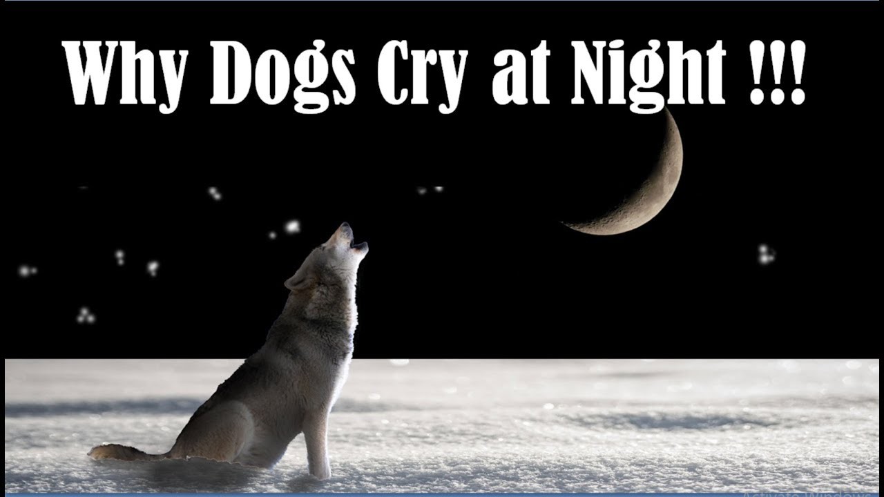Why Does My Dog Howl At Night